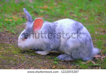 Mr. Rabbit Animal Pelt Zoo