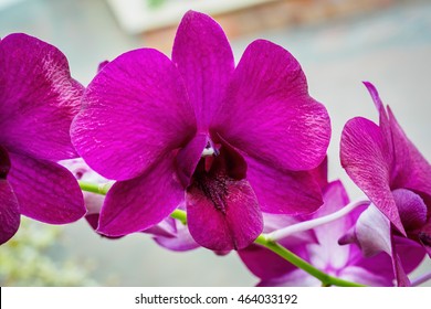 Vibrant Violet Orchids Of The Orchidaceae Family On The Phylogenetic Tree.