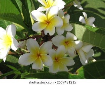 Vibrant white flowers with yellow accents flourish amid lush green leaves in a sunny garden setting. The blossoms add color and fragrance to an inviting outdoor space. - Powered by Shutterstock