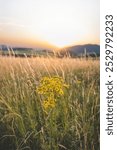 Vibrant wildflower stands tall in a golden meadow at sunset, with rolling hills and distant mountains in the background, capturing the beauty of nature in Kozlovice, Czech Republic.