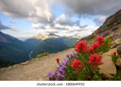Vibrant Wildflowers Along Side of Trail in Montana wilderness