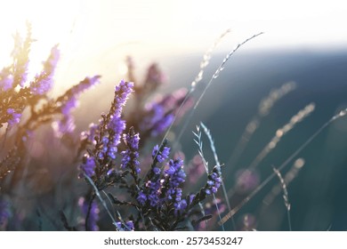 Vibrant wildflowers basking in sunlight on a serene landscape during golden hour - Powered by Shutterstock - Get 15% off with code: PIKWIZARD15