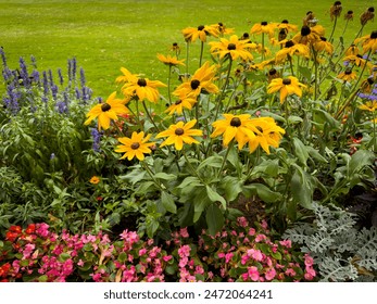 Vibrant Yellow Black-Eyed Susans in a Summer Flower Bed - Powered by Shutterstock