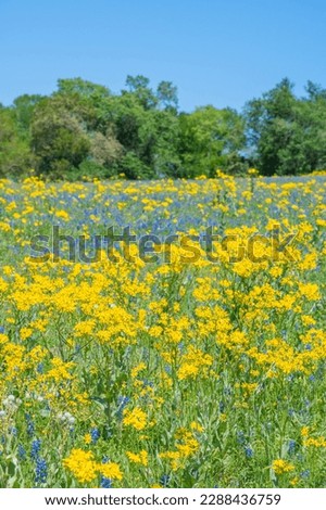 The vibrant yellow blooms of Texas groundsel in front of a patch of bluebonnets on a spring day.