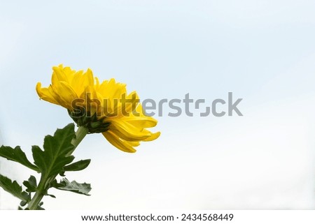 A vibrant yellow chrysanthemum in full bloom stands out with a clear blue sky in the background, symbolizing autumn