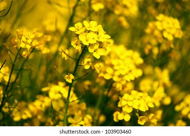 Vibrant yellow colored mustard flowers
