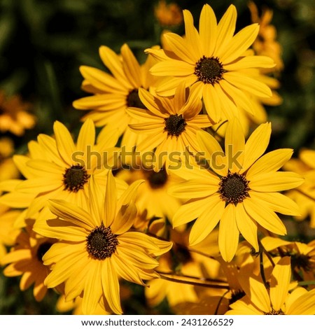 Vibrant Yellow daisy flowers, sunlight, Blossoms, Sunshine, Yellow Daisy Florals, Nature's Beauty