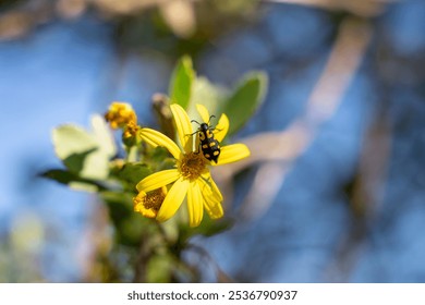 A vibrant yellow flower with a blister beetle on it, set against a blurred natural background. - Powered by Shutterstock