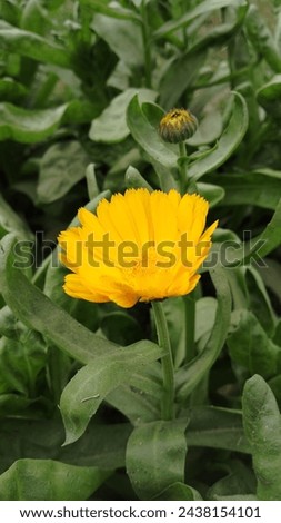 Similar – Image, Stock Photo Gelbe Blume auf grüner Wiese