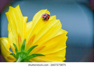 A vibrant yellow flower with a bright red ladybug perched on one of its petals dominates the frame. The ladybug's black spots are clearly visible against its red shell, creating a striking contrast. 