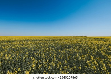 Vibrant yellow flower field under a clear blue sky in Odessa Ukraine during the spring season full of natural beauty - Powered by Shutterstock