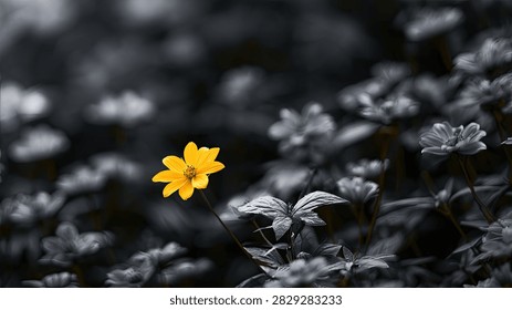 A vibrant yellow flower is in sharp focus, contrasting with a blurred, desaturated background of similar flowers.