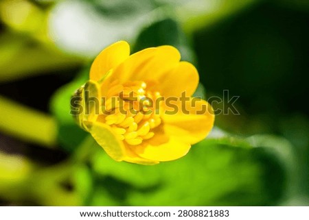 Vibrant yellow flower in sharp focus against blurred green foliage. Natural sunlight highlights petal texture creates warm glow. Ideal for spring themes, nature designs, wellness concepts