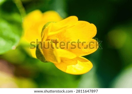 Vibrant yellow flower in sharp focus against blurred green foliage. Natural sunlight highlights petal texture creates warm glow. Ideal for spring themes, nature designs, wellness concepts