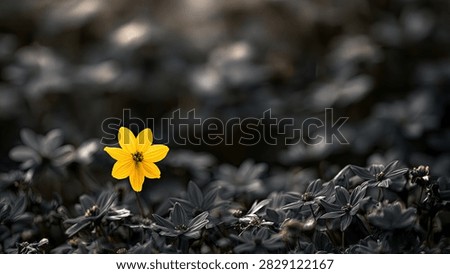 A vibrant yellow flower is in sharp focus, contrasting with the blurred, desaturated foliage surrounding it.