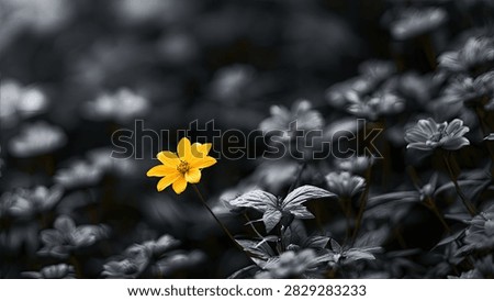 A vibrant yellow flower is in sharp focus, contrasting with a blurred, desaturated background of similar flowers.