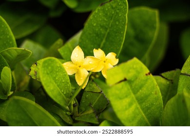 Vibrant Yellow Flowers with Dew Drops on Lush Green Leaves - A Fresh Rainy Day in Nature - Powered by Shutterstock