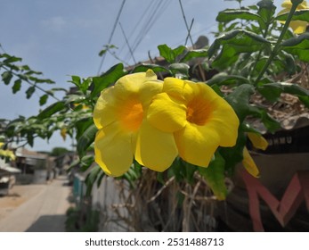 The Vibrant Yellow Flowers post in Sunlit Garden - Powered by Shutterstock