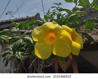 The Vibrant Yellow Flowers in Sunlit Garden - Powered by Shutterstock