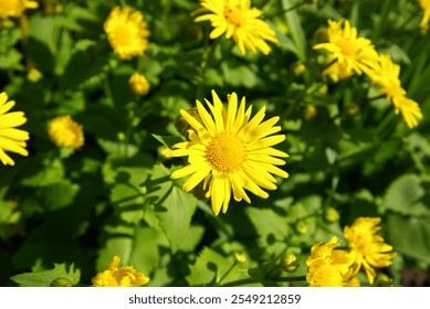 Vibrant Yellow Flowers in a Sunlit Garden - Powered by Shutterstock