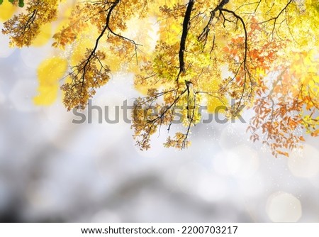 Similar – birch Nature Autumn Tree