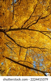 Vibrant Yellow Leaves Of The Bitternut Hickory Tree In Autumn