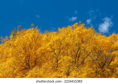 Vibrant Yellow Leaves Of The Bitternut Hickory Tree In Autumn