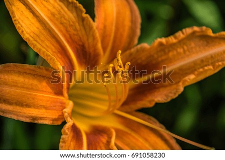 Similar – sunny summer Colour photo