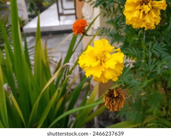 Vibrant yellow marigold flowers in full bloom, surrounded by lush green foliage and a smaller orange flower in the background, creating a colorful and lively garden scene. - Powered by Shutterstock