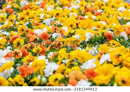 Vibrant yellow, orange and white Viola Cornuta pansies flowers close-up, floral background with blooming colorful heartsease pansy flowers with green leaves