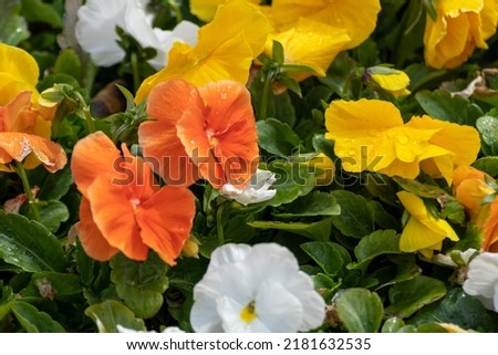 Vibrant yellow, orange and white Viola Cornuta pansies flowers close-up, floral background with blooming yellow heartsease pansy flowers with green leaves