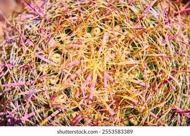 Vibrant Yellow Pink Cactus Spines Close-Up in Sunlit Desert - Powered by Shutterstock