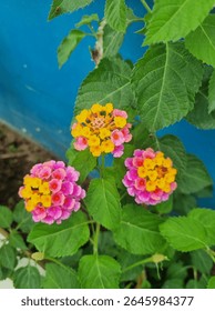 Flores vibrantes amarillas y