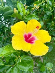 Vibrant Yellow And Pink Tropical Hibiscus Flower