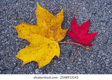 Vibrant Yellow and Red Maple Leaves on a Dark Asphalt Background. Dramatic Autumn Colors Showcase Nature's Contrast in Fall Season. - Powered by Shutterstock