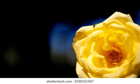 Vibrant yellow rose in bloom, petals soft and layered, with a tiny insect perched atop, set against a dramatic, dark background. - Powered by Shutterstock