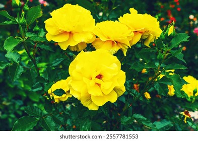 Vibrant yellow roses in full bloom set against a rich backdrop of dark green leaves, creating a stunning contrast - Powered by Shutterstock