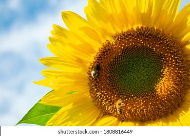Vibrant yellow sunflower macro with bumblebee gathering pollen