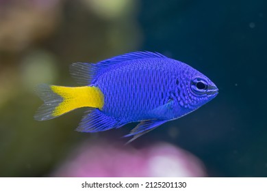 vibrant yellow tail damsel fish gets a closeup in a fish tank