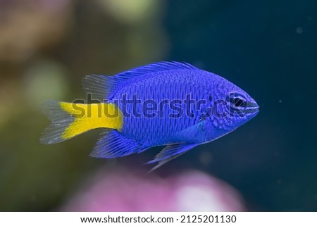 vibrant yellow tail damsel fish gets a closeup in a fish tank