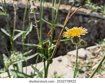 A vibrant yellow wildflower blooms in a natural outdoor environment, surrounded by green stems and leaves, showcasing nature's beauty and tranquility. - Powered by Shutterstock