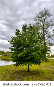 A vibrant young deciduous tree with dense green foliage growing on a grassy riverbank. In the background, a taller, mature tree with fresh spring leaves stands near a calm body of water reflecting a residential house on the opposite shore under an overcast, cloudy sky.