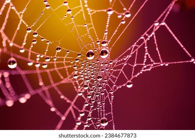 Vibrantly coloured rainy spiderweb, macrofocus on water drops