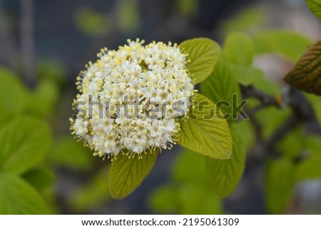 Viburnum Alleghany flowers - Latin name - Viburnum x rhytidophylloides Alleghany