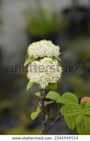 Viburnum Alleghany flowers - Latin name - Viburnum x rhytidophylloides Alleghany