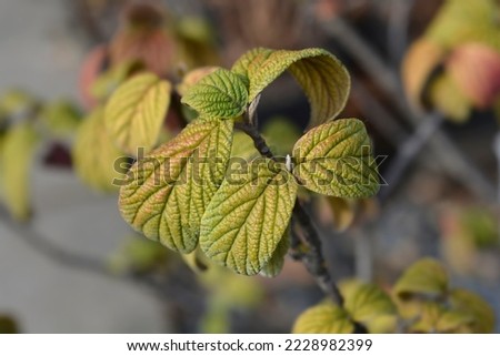 Viburnum Alleghany leaves and flower bud - Latin name - Viburnum x rhytidophylloides Alleghany