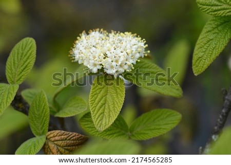 Viburnum Alleghany leaves and flowers - Latin name - Viburnum x rhytidophylloides Alleghany