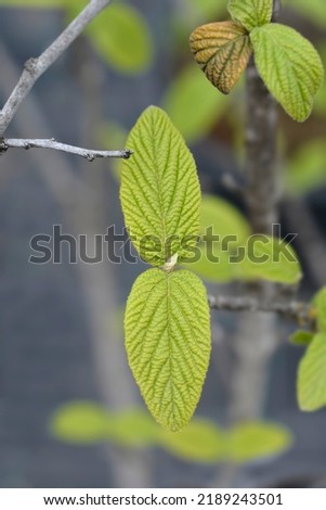 Viburnum Alleghany leaves - Latin name - Viburnum x rhytidophylloides Alleghany