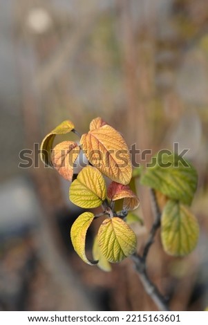 Viburnum Alleghany leaves - Latin name - Viburnum x rhytidophylloides Alleghany