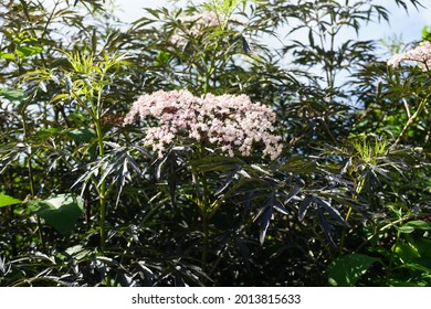 Viburnum Blooms In June. Viburnum Is A Species Of Flowering Plants In The Moschatel Family Adoxaceae. Berlin, Germany